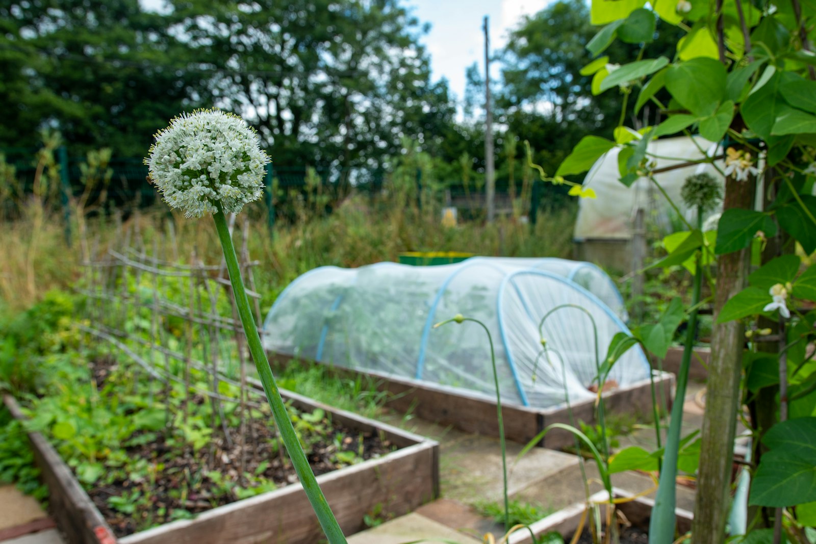 The productive raised bed