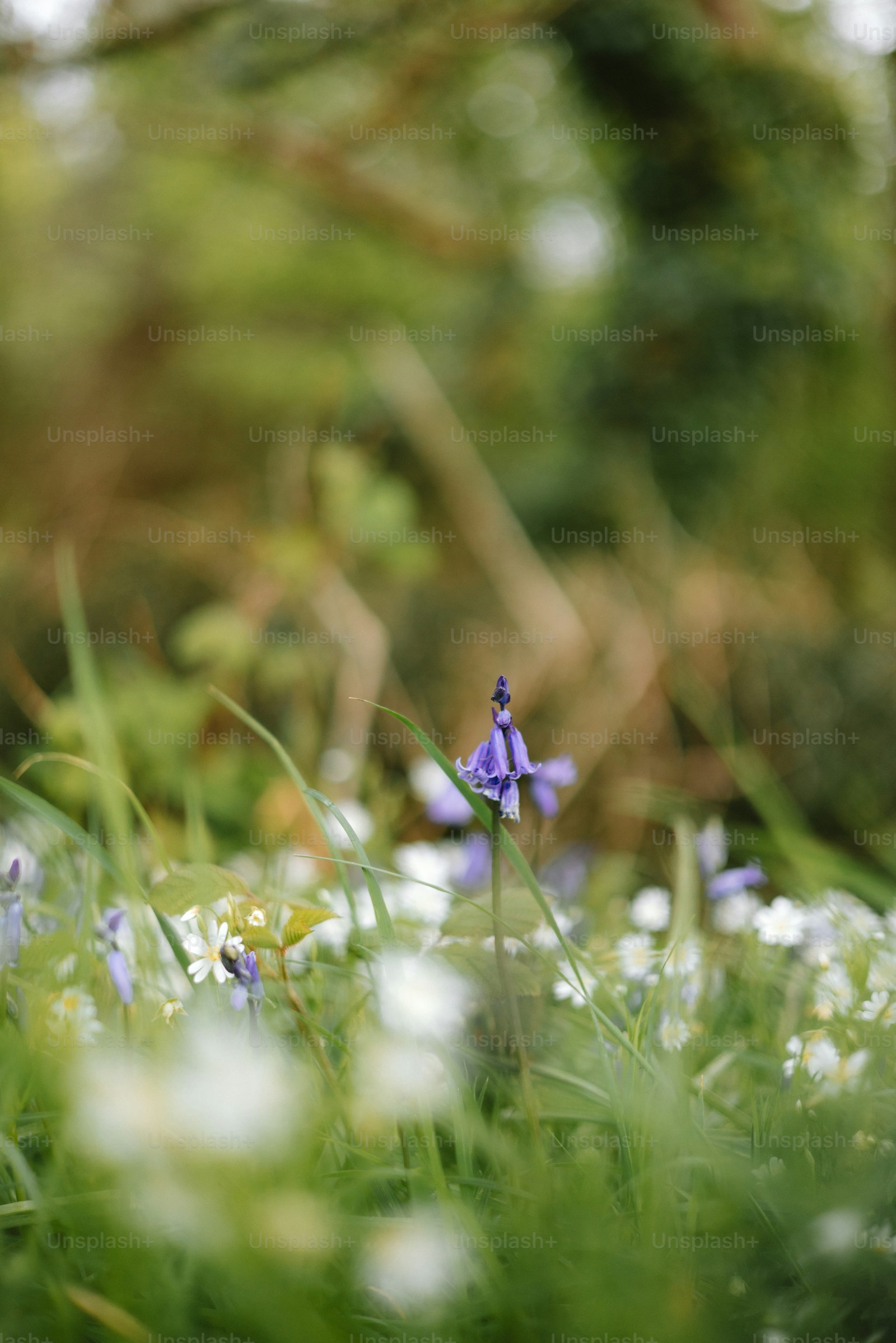 A meadow corner